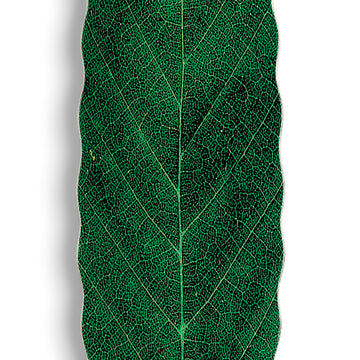 Habitat Leafline Egg Skateboard Complete - 9.00