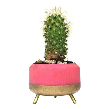MapleXO Street Planter
