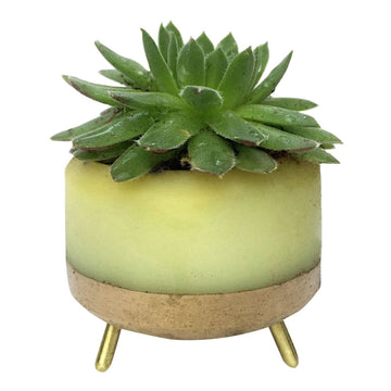 MapleXO Street Planter