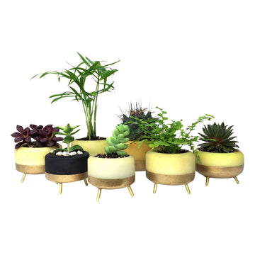 MapleXO Street Planter